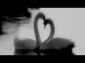 They are loyal as a swan 𝜗𝜚 ‧₊˚ ⊹