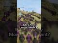 #bannerlord #mountandblade2 #youtubeshorts #gameplay #mountandblade #shorts #game#keșfet#gaming #top