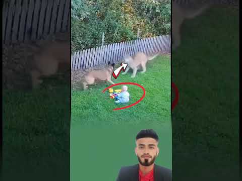 من أنقذ الطفل لم يكن إنسان ا بل قلب ا أبيض في جسد كلب اكسبلور دويتو لايك  