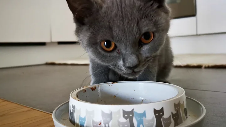 Video 1441901: british shorthair kittens eating, british hair