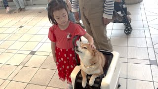 お出掛けしたら５歳娘への甘えん坊が発動してしまった柴犬