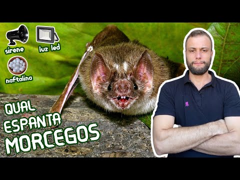 Vídeo: Repelente De Morcegos: Scarers Ultrassônicos. Qual é O Melhor Em Espantar Morcegos? Avaliações