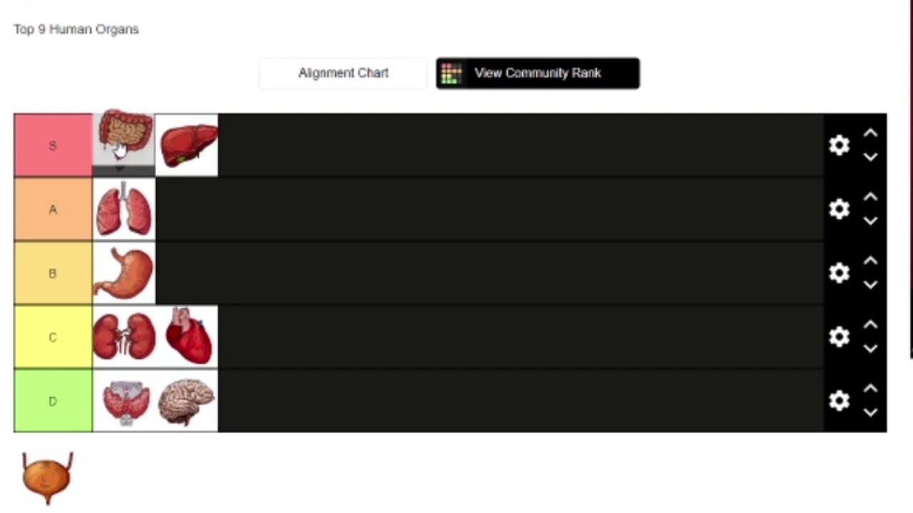 Human organs Tier List