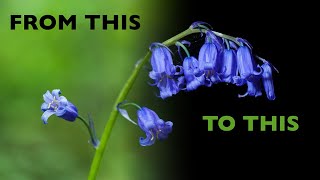 How to Take Flower Photos With a Black Background screenshot 3