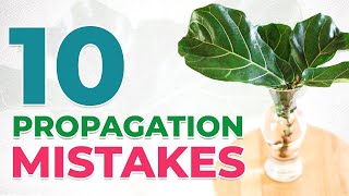 10 COMMON MISTAKES When Propagating A Fiddle Leaf Fig