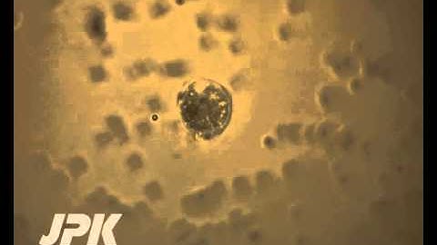 Optical Tweezers - Macrophage Cell Tether Pulling