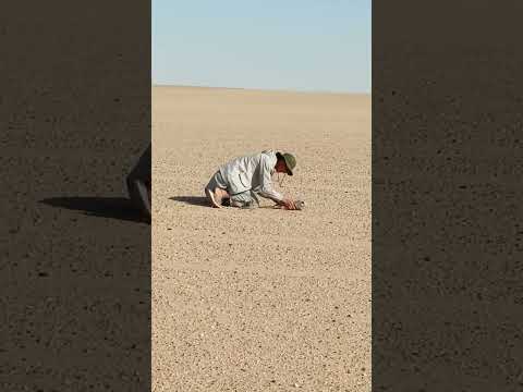 لحظة طرح طير وكري 2025 9 30 طرح اليوم ليبيا لحظة تقميط صقر التغطيه Birds Falcon 