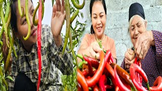 From harvesting chili fields to market - A bountiful sweet chili field