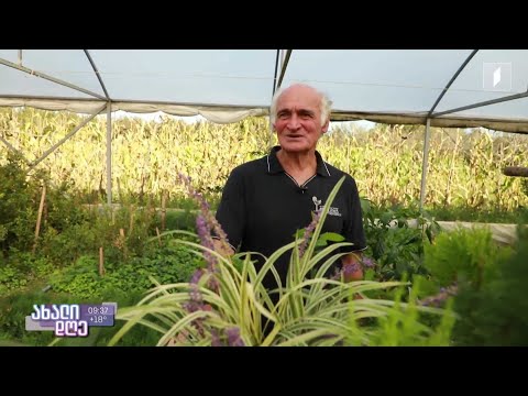 სურნელი, რომელსაც ჯამბულ ეხვაია აფხაზეთს ყოველდღე უგზავნის