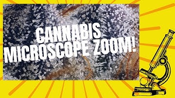 Cannabis Microscope Zoom!