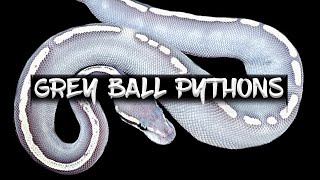 How to Make a Grey Ball Python!