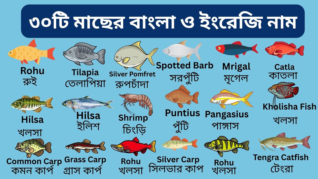বিভিন্ন মাছের নাম  ইংরেজি ও  বাংলা | Learn  Fish Names English and Bengali