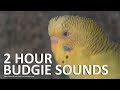 PARAKEETS SOUNDS 2 HOUR (MULTICAM) - Budgies Activity August 2019 Part 2