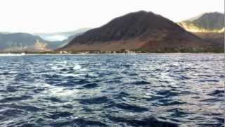 Dolphins (short clip)