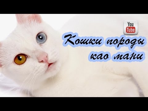 Кошки породы као мани