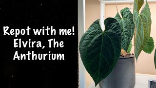 Testing Lechuza Pon on Anthurium NOID “Elvira”