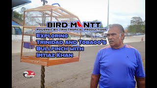 BirdmanTT Ep 3 Discover Trinidad's Bullfinch with Imtiaz 🌍Bullfinch, Curio of Brazil and Towa Towa