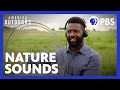 Understanding Soundscapes and Nature Connections