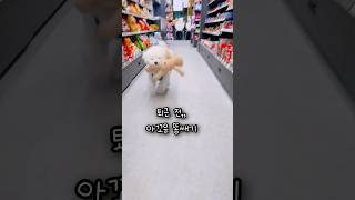 퇴근 전  푸들타임🐩 밀크타임🐶 아꼬운 똥쌔기❤️ #크림푸들#밀크#제주#편의점강아지#밀크씨유