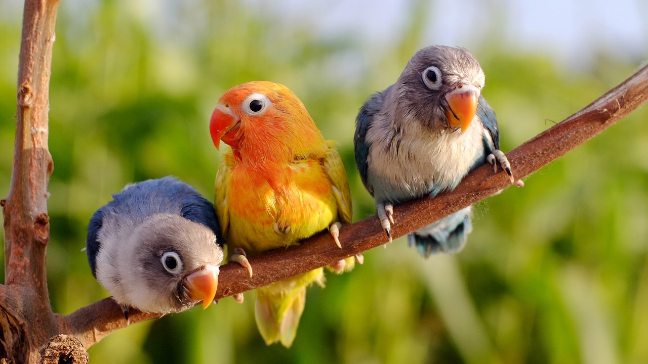 Soothing Piano & Bird Sounds for Stress Relief | No Ads | Calm Morning Ambience for Work and Study