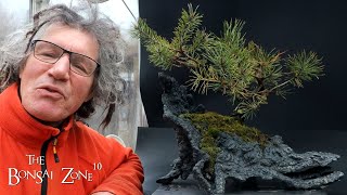 My Windswept Scots Pine, The Bonsai Zone, Dec 2023