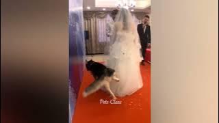 y2meta com Funniest Animals 2023 �� Funny Cats and Dogs Videos ���� Part 1 1080p 1