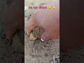 rajasthani