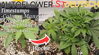 AUTOFLOWER Low Stress Training Grow für ANFÄNGER- DEUTSCH TUTORIAL - Mars Hydro FC1500-EVO