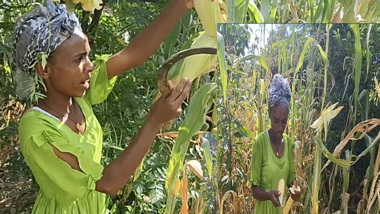 ገደና በዓል ሹሻይ// ቃንጫ ምሸሓሪ ምምቃሩ// ኣብ ሓመሳ ከለና ኽዳና ተሰሪቅና እንኳዕ ቲክቶክ ኣይነበረ