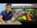 Basic guide for aquarium hobby to new beginners │Aquarium set-up & best food for the fish