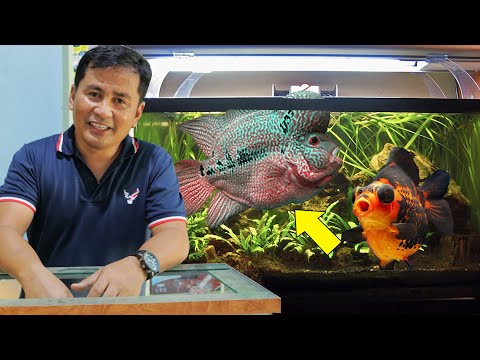 Video: Kichungi Cha Chini Cha Aquarium: Faida Na Hasara