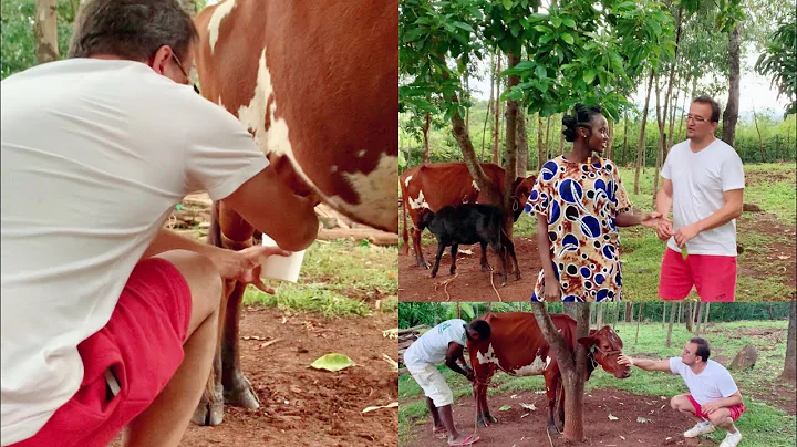 HUSBAND ATTEMPTS MILKING A COW  IN AN AFRICAN VILL...