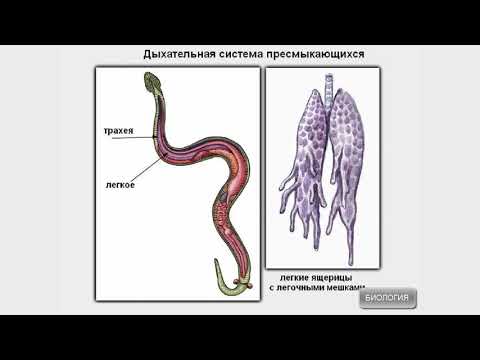 Строение пресмыкающихся