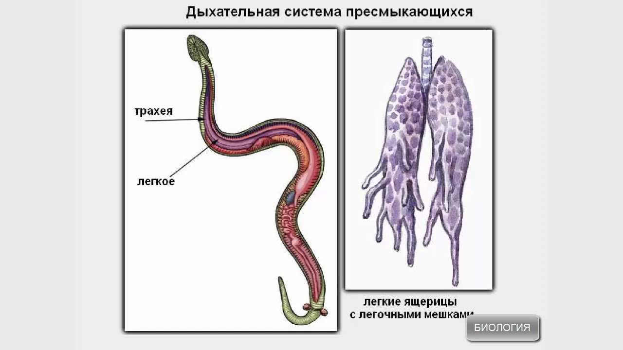 Дыхание рептилий и амфибий