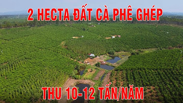 Mua bán đất vườn Cà Phê, đất trang trại Bảo Lâm, Bảo Lộc, Lâm Đồng.(150tr/1000m2)