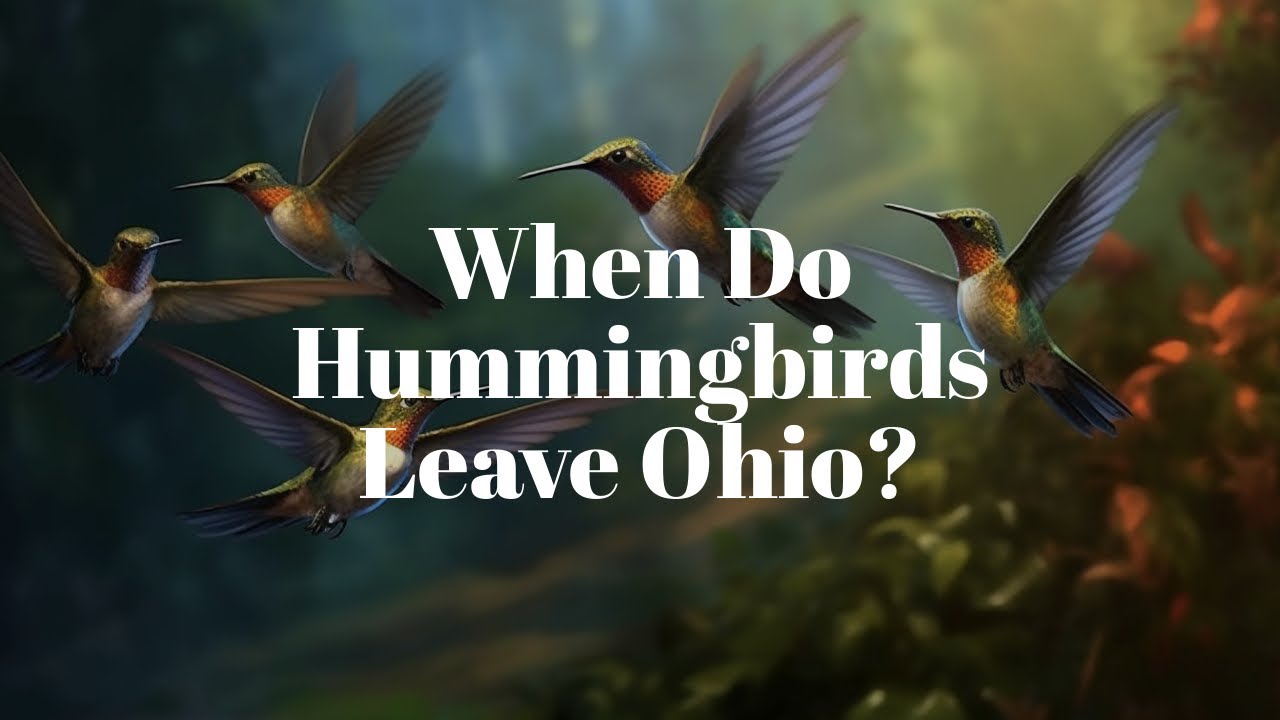When Do Hummingbirds Leave Ohio? Discover All You Need To Know About