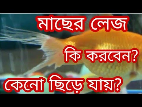 ভিডিও: মাছের লেজকে কী বলা হয়?