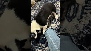 It s 2 30 AM Winston steal pulling out my sock
