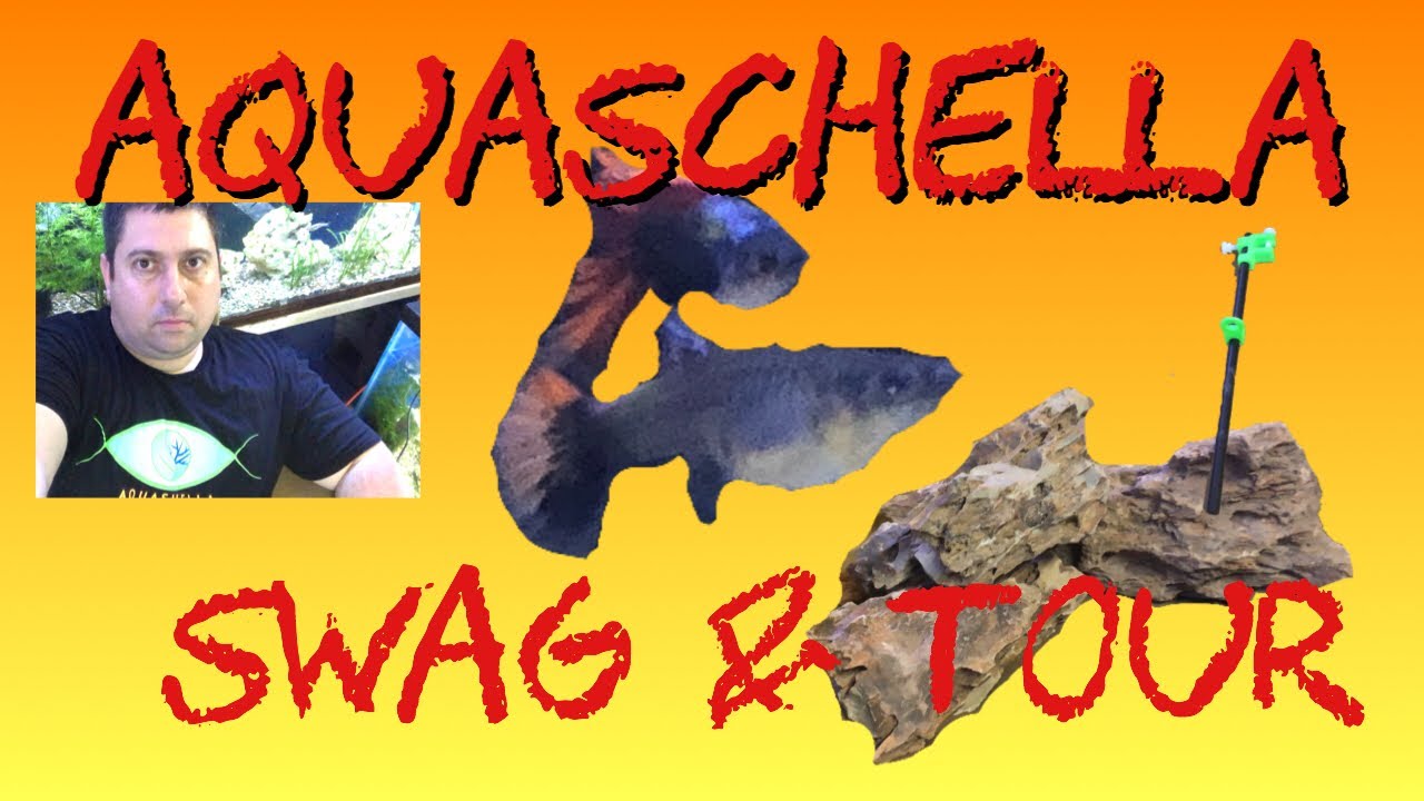 discus fish tank size Aquaschella Swag and Tour