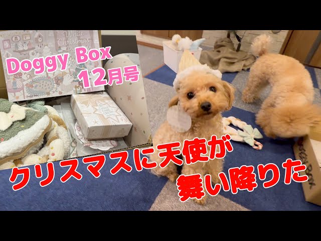 The hat is way too cute lol [Doggy Box] December Issue: See our