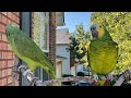 Loros cantando happy birthday/Vicky le canta a jaco/serenata para jaco/loro hablando