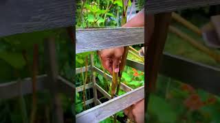 Smart idea to produce natural okra from an organic mini garden #shorts