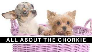 All About the Sweet and Sassy Chorkie (Chihuahua Yorkie mix)