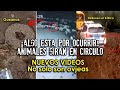 ¡Algo está por ocurrir! Más animales comienzan a andar en circulos, no solo ovejas