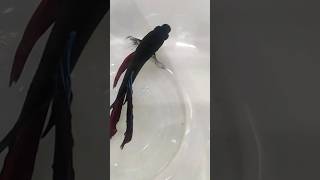 BETTA FISH | nature fish drssabat trending viral