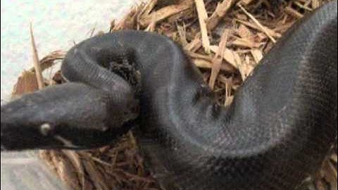 Black Blood python