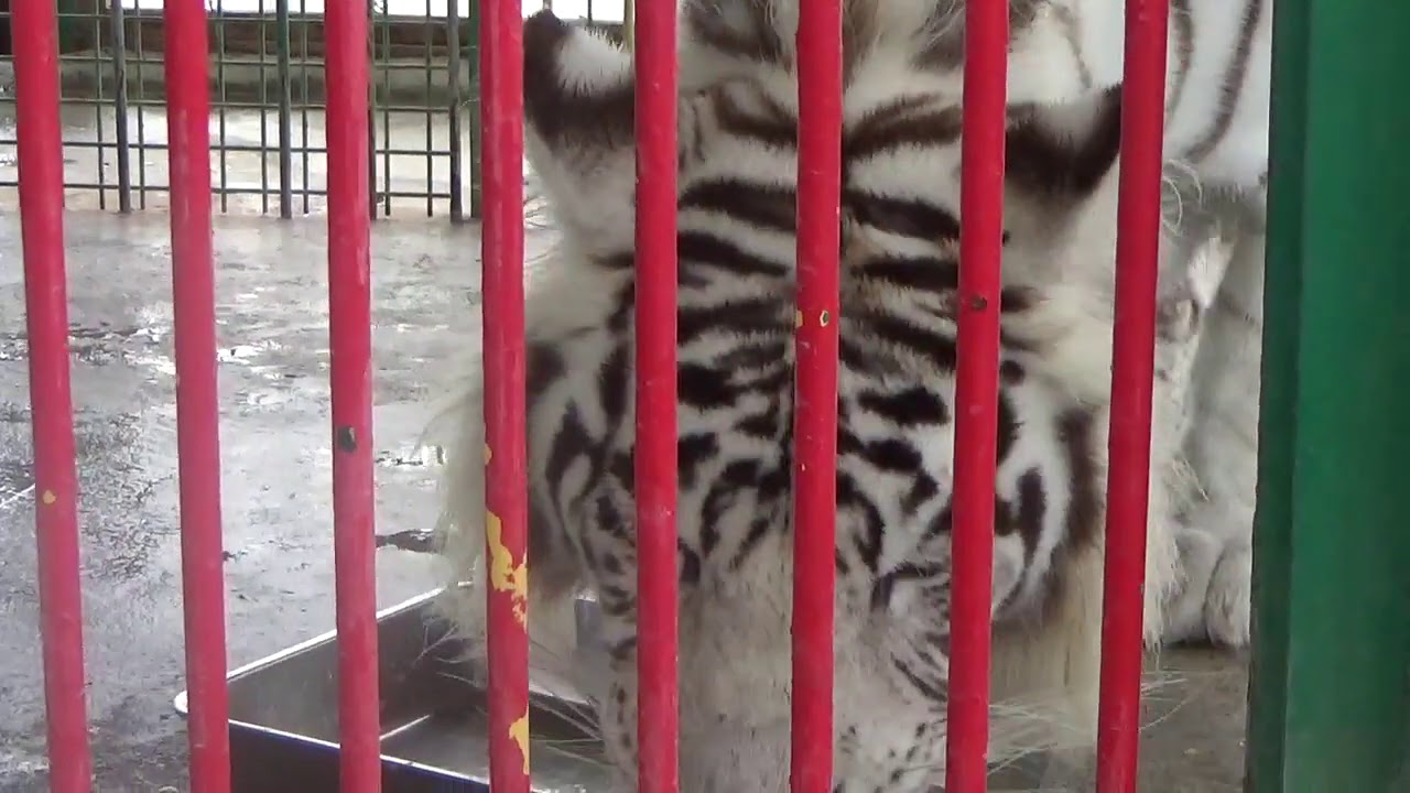7 12 岩手サファリパーク ホワイトタイガーのマハロくんお誕生日会 04 Youtube 7 12 岩手サファリパーク ホワイトタイガーのマハロくんお誕生日会 04 Youtube
