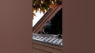 Western Capercaillie Spotted #shorts
