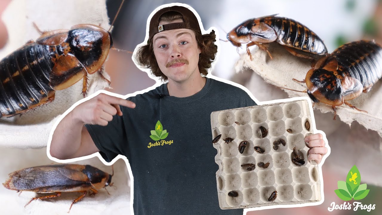 How to Breed Dubia Roaches!