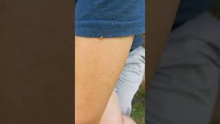 Sarı Uğur Böceği.